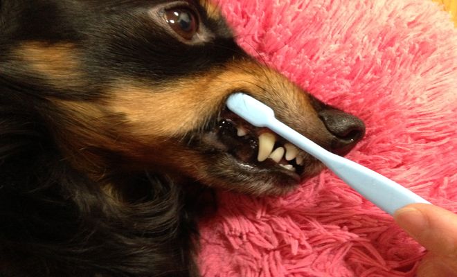 犬の歯ブラシ