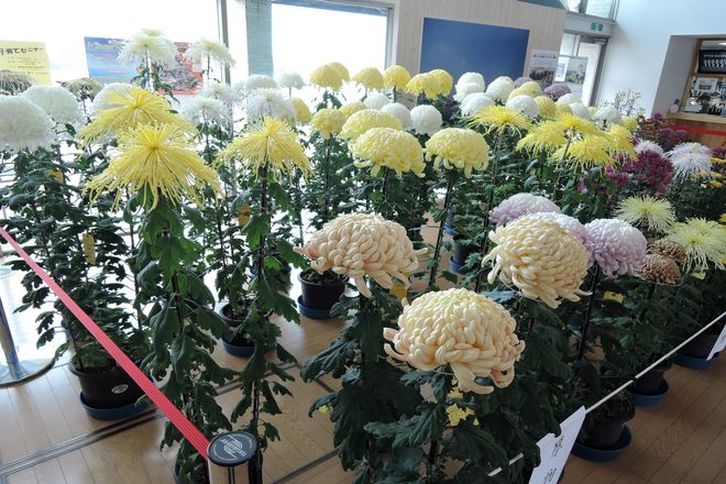 越谷市 菊の展示会