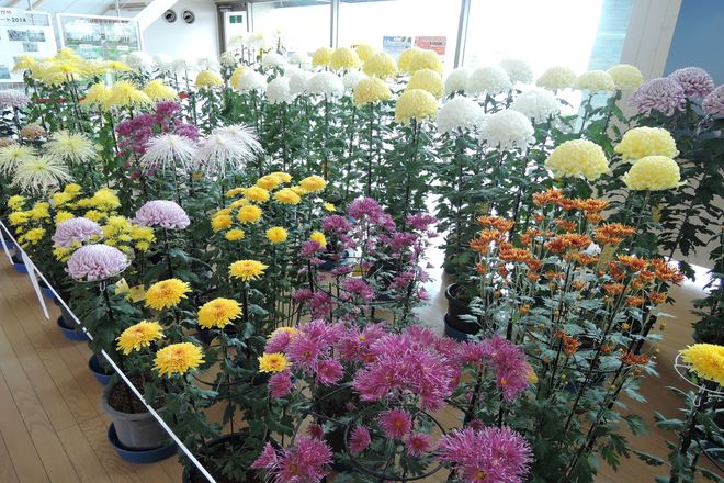 越谷市 菊の展示会 画像