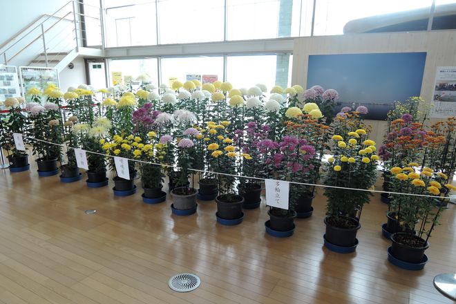 越谷市 菊の展示会 会場
