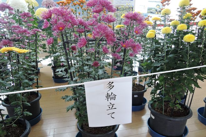 多輪立て