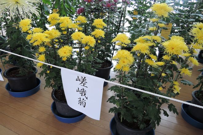 嵯峨菊