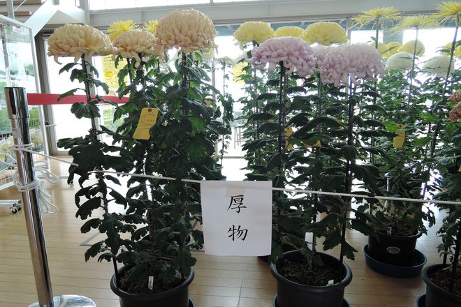 厚物