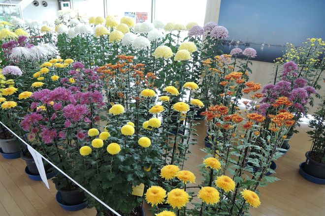 越谷市 菊の展示会 2014年