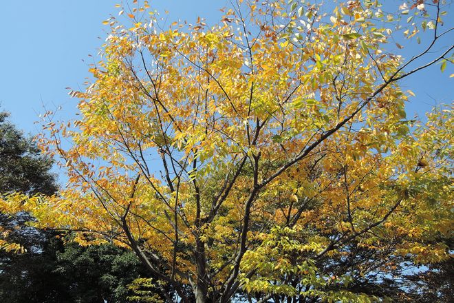 県民健康福祉村の紅葉