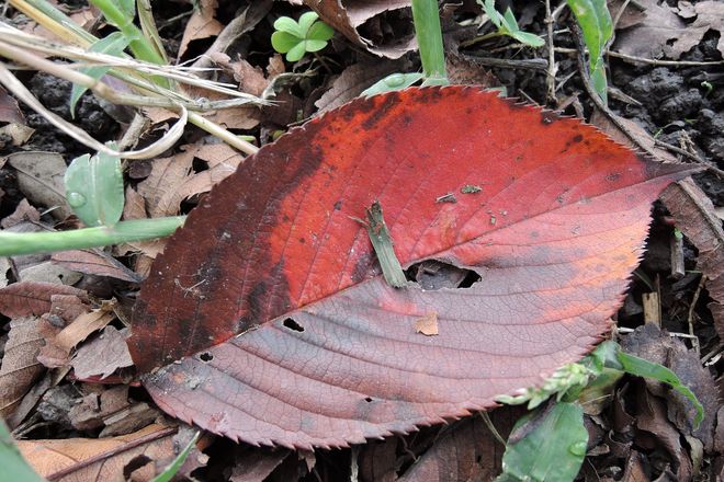 赤茶に染まった桜の葉