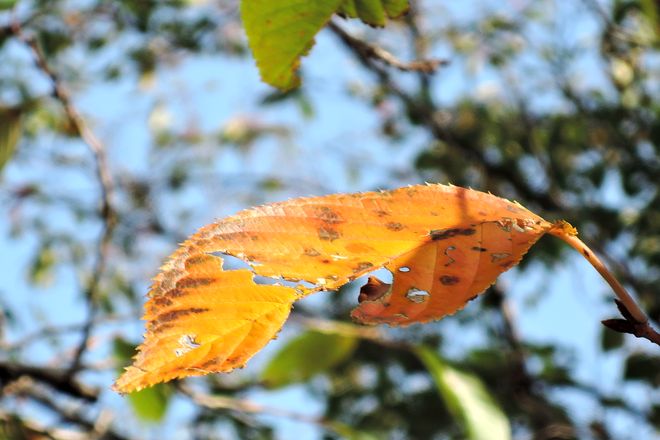 木漏れ日に照らされる紅葉した桜の葉