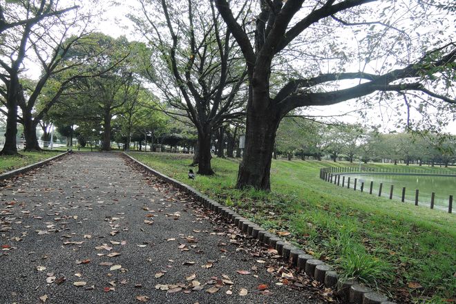 県民健康福祉村 噴水の池
