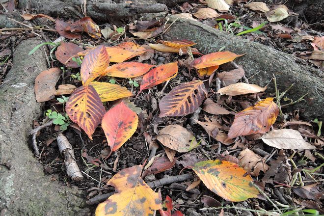 紅葉した桜の葉