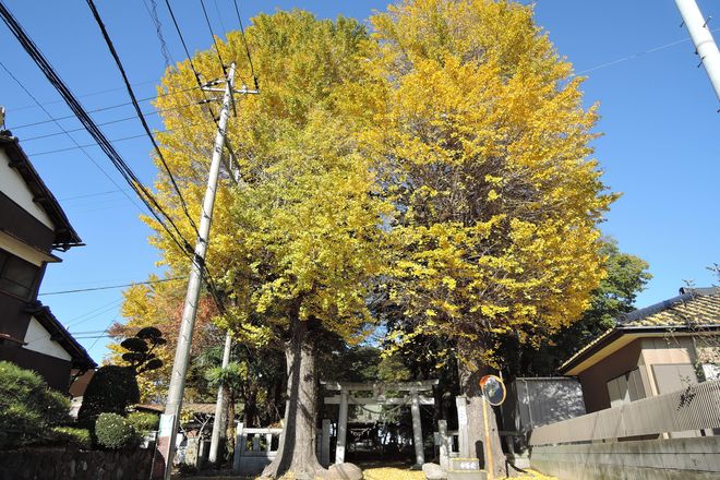 大相模久伊豆神社の銀杏