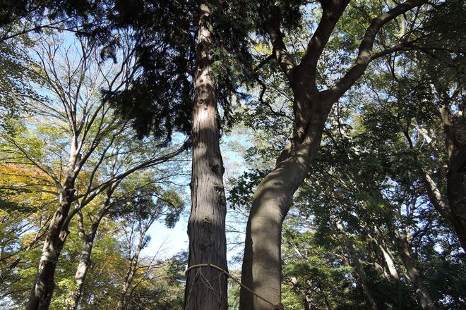 大相模久伊豆神社の御神木