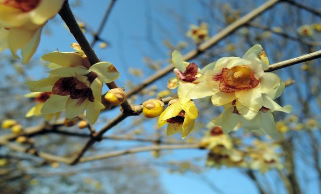 蝋梅の花の画像
