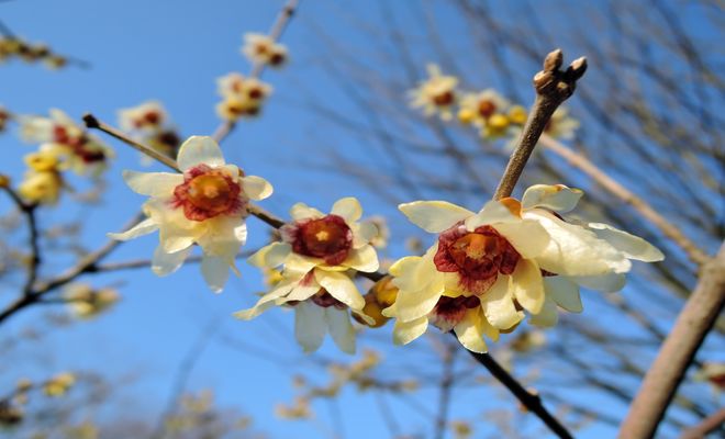 蝋梅の花の写真