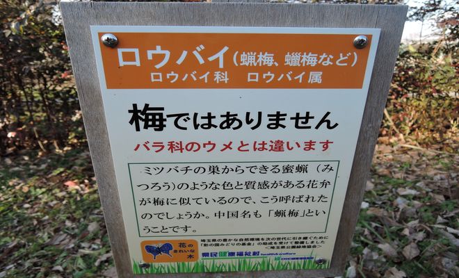 蝋梅はバラ科の梅ではありません。