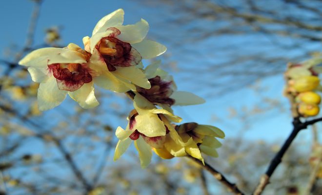 蝋梅の花