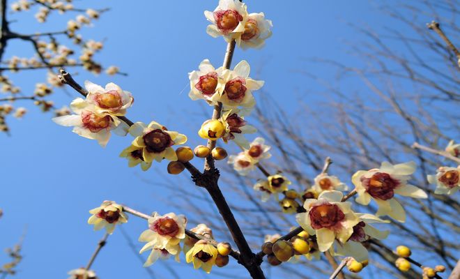 蝋梅の花言葉