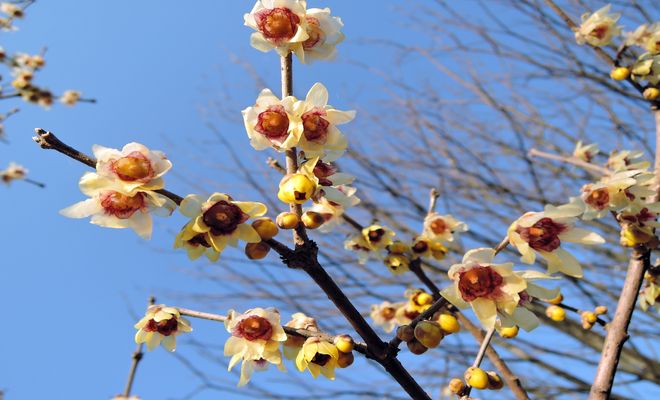 蝋梅の開花時期