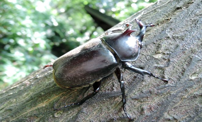 カブトムシ