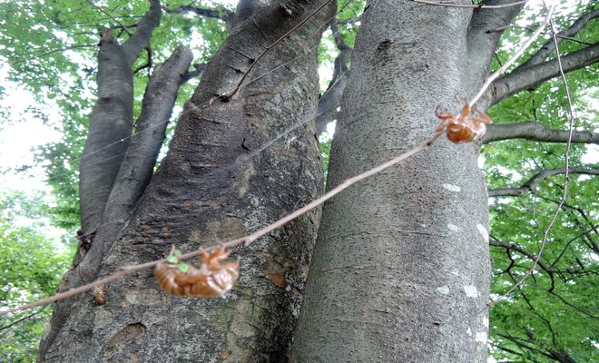 セミの抜け殻