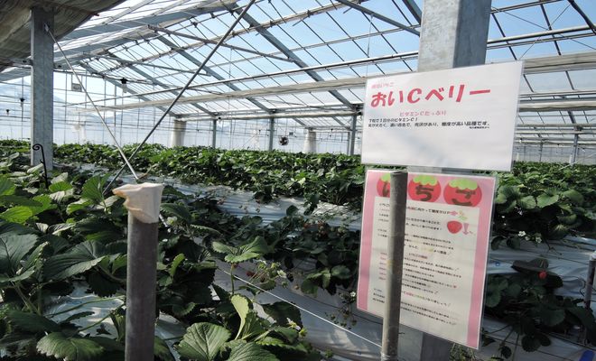 越谷いちごタウン(ハウス)