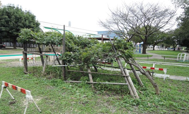 壊れた藤棚