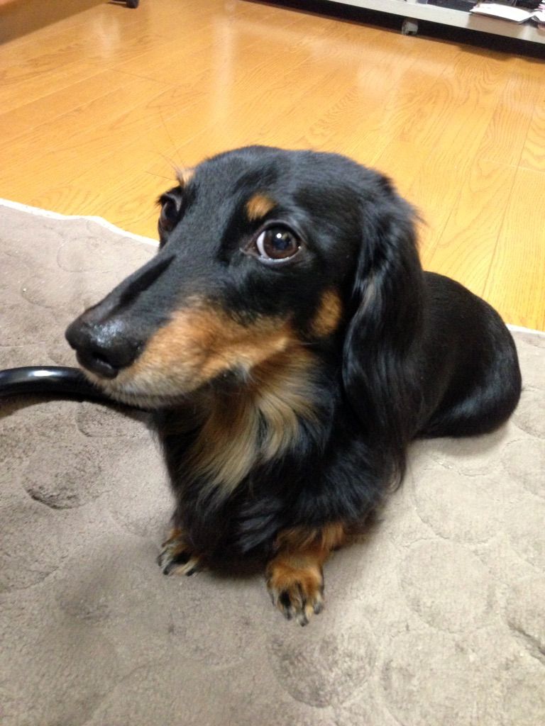 愛犬の耳下にしこり発見!