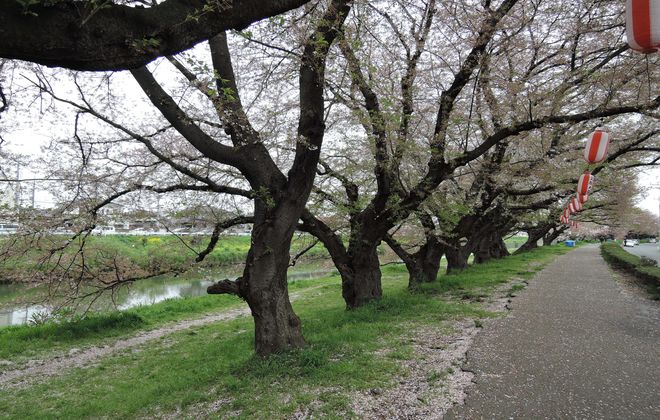 桜並木の下をウォーキング